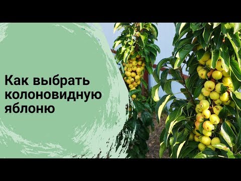 كيفية اختيار شجرة تفاح عمودية // أصناف من أشجار التفاح العمودي