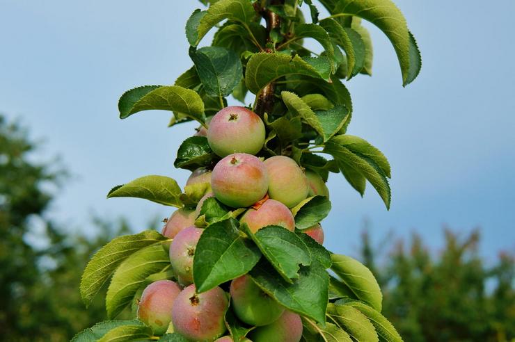 أفضل أنواع التفاح العمودي لسيبيريا