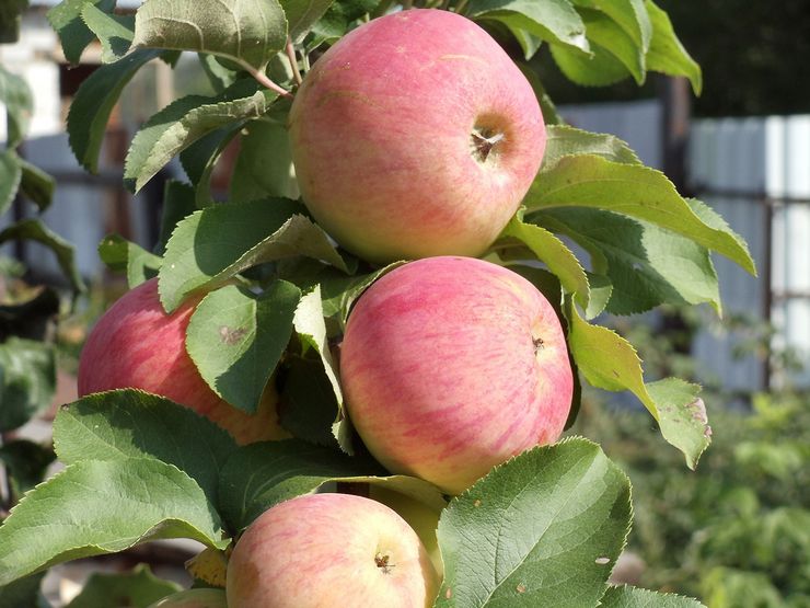 وصف شجرة التفاح العمودية