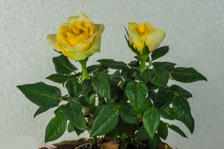 Rose Yellow Dol