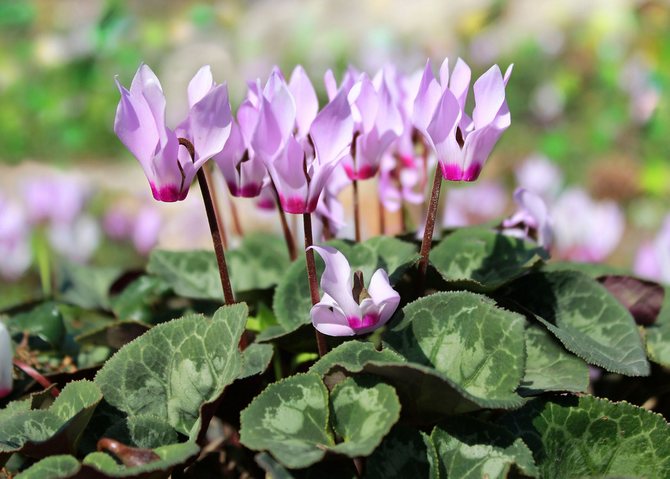 Indendørs plantehelere. Nyttige lægeplanter