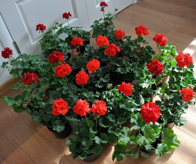Pelargonium eller indendørs geranium betragtes som en kraftfuld indendørs plante med hensyn til energi.