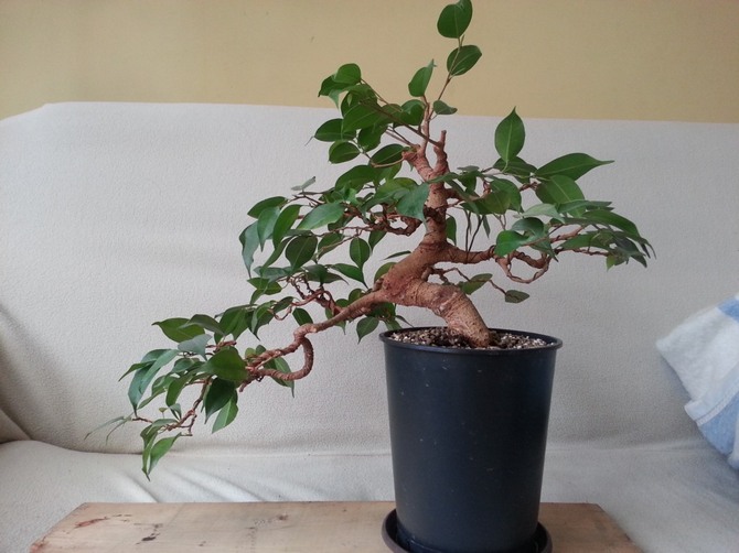 Ficus kan sammenlignes med en naturlig støvsuger, som er i stand til at rense rummet og sjælen fra bekymringer, bekymringer, problemer og dårligt helbred.