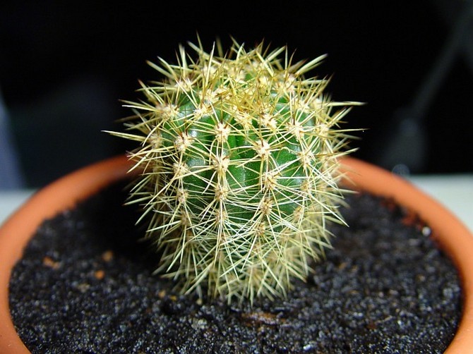 Kaktus fjerner ikke kun negativ energi i huset, men erstatter den også med positiv energi.