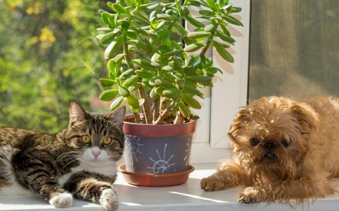 Tipy, ako chrániť izbové rastliny pred zvieratami