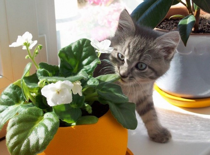 Husplanter og kæledyr. Sådan beskytter du planter og blomster fra dyr