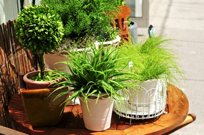Sådan bæres planter korrekt udenfor til forår og sommer