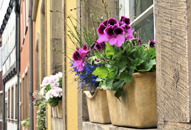 Værelser ikke blomster og planter udendørs