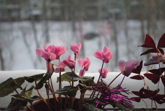العناية بالنباتات الداخلية في الشتاء