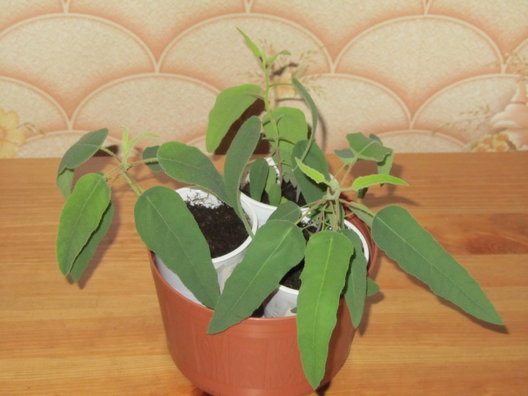 Reproduktion af indendørs eukalyptus