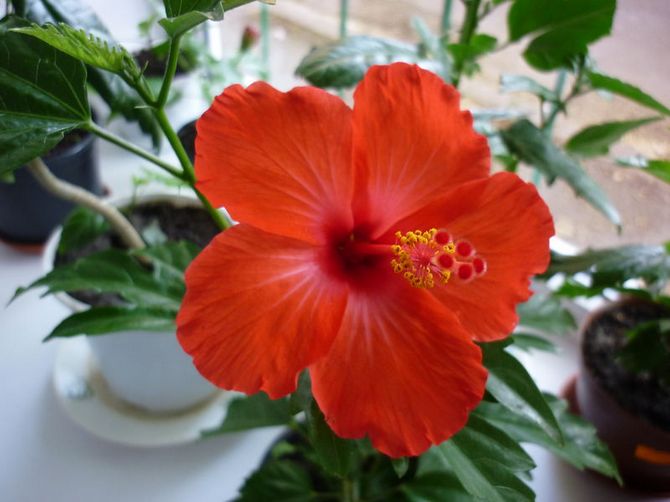 Hibiscus tarvitsee usein ruiskutusta, koska kukka rakastaa korkeaa kosteutta.
