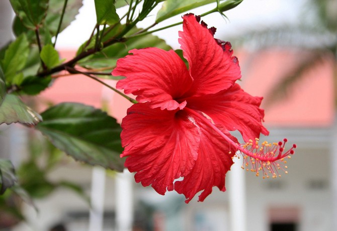 Indendørs hibiscus - hjemmepleje. Beskæring og genplantning. Reproduktion. Befrugtning og vanding