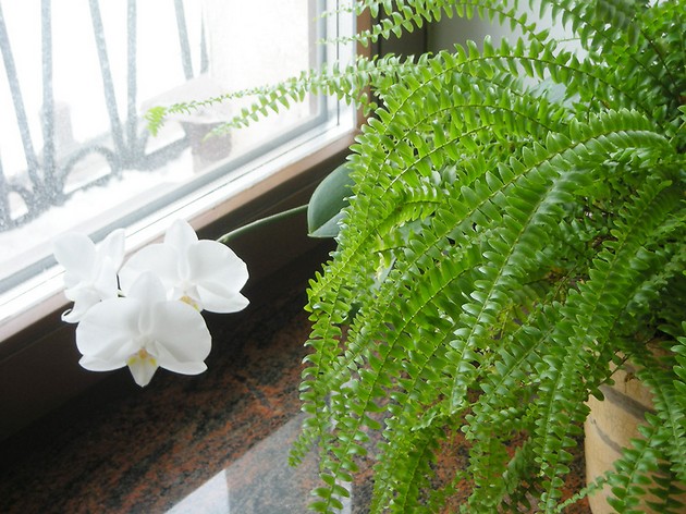 Sisätilojen (nephrolepis) hoito