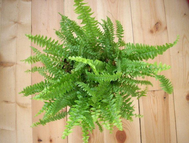 Sisäuima saniainen. Nephrolepis. Hoito ja viljely.
