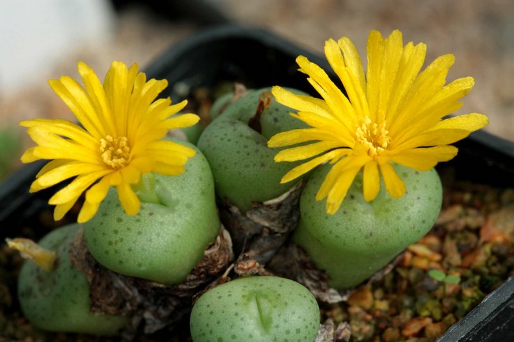 Conophytum pleje derhjemme