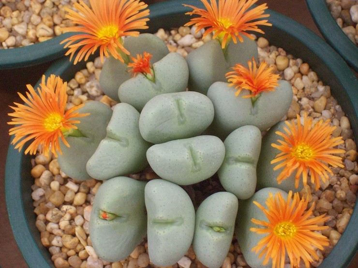 Reproduktionsmetoder for conophytum