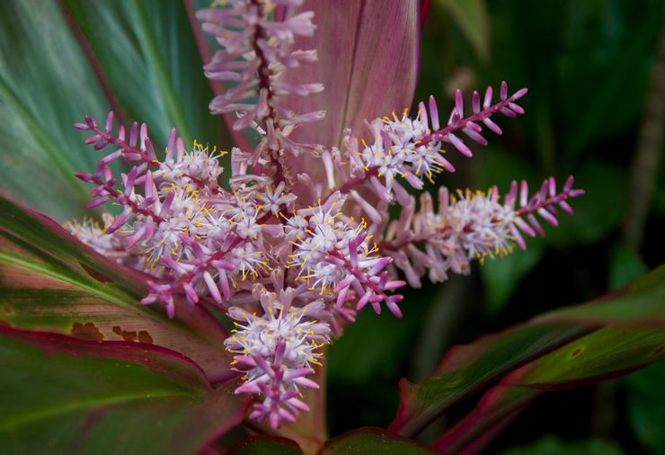 Blomstrende cordilina