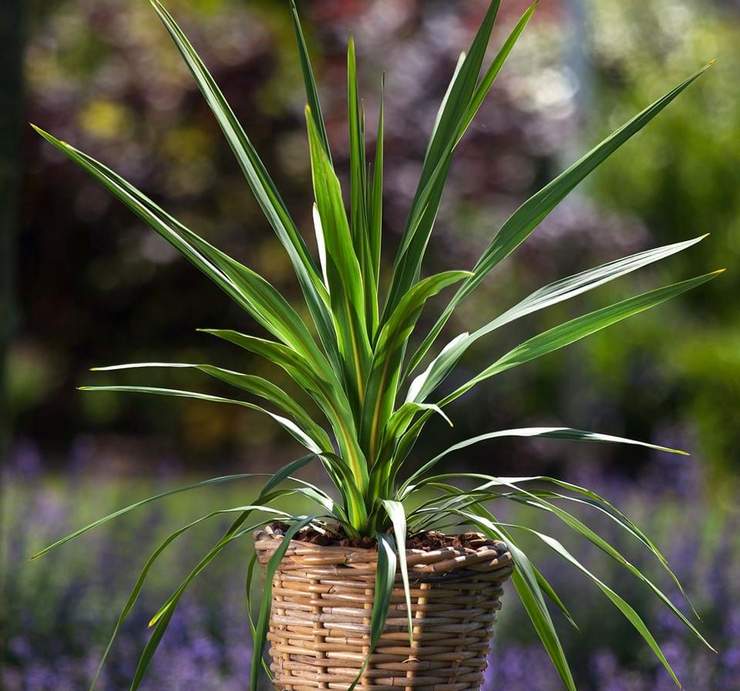 Sådan skelnes cordilina fra dracaena