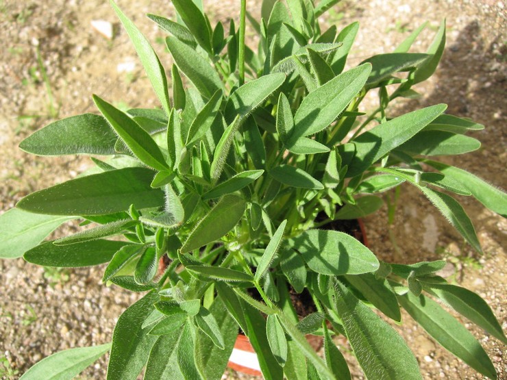 Plantning af coreopsis i åbent terræn