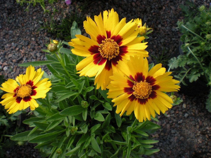 رعاية Coreopsis في الحديقة