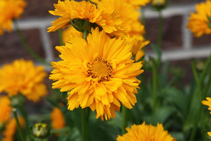 Τύποι και ποικιλίες coreopsis