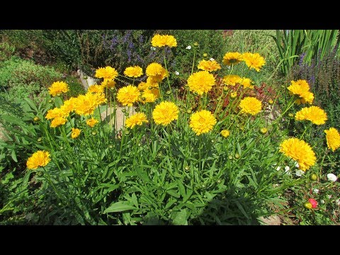 Coreopsis - dyrkning og pleje. Blomstrer i det første år