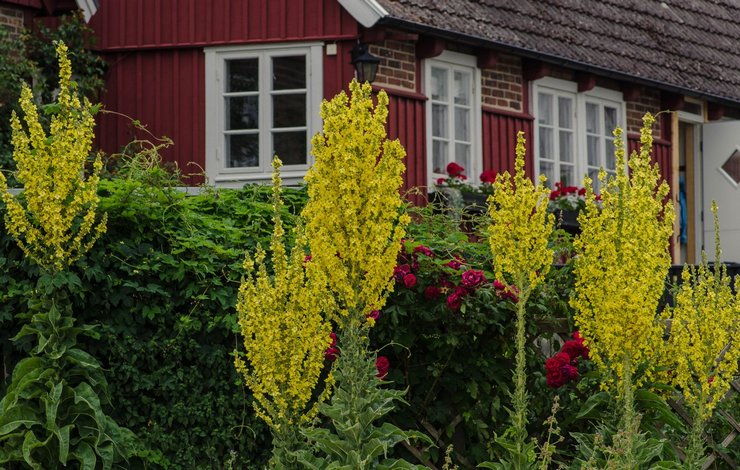 Mullein i landskabsdesign