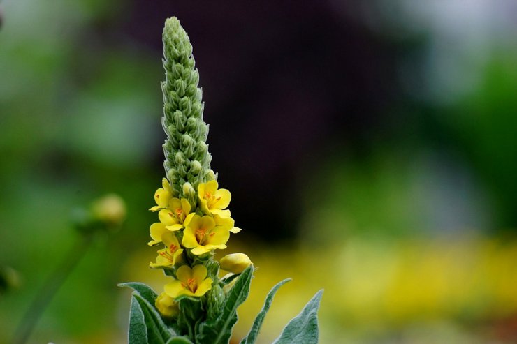 Medicinske egenskaber ved mullein