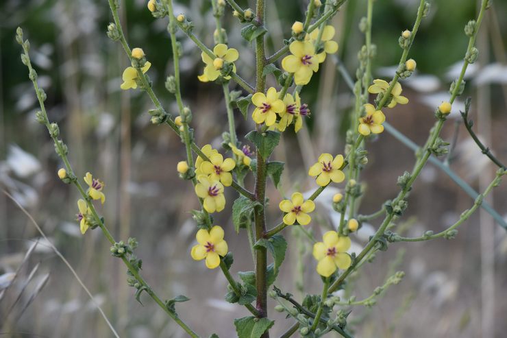 Mullein plante