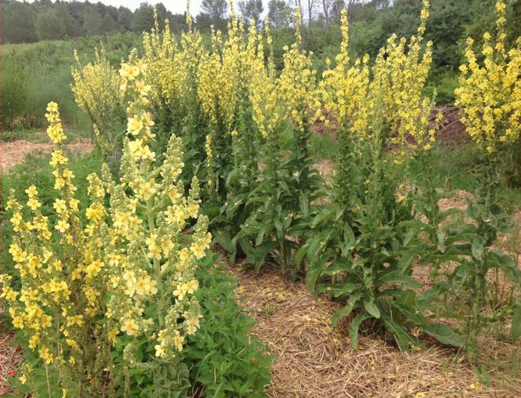 Almindelig mullein