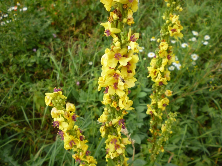 Sort mullein