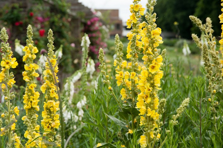 Mullein officinalis