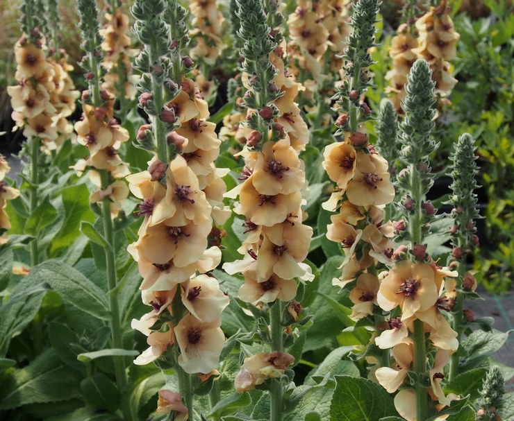 Mullein hybrid