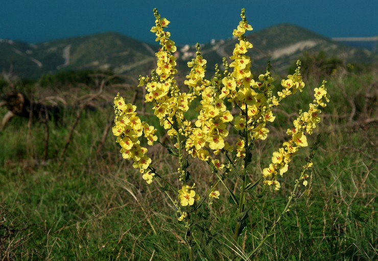 Mullein