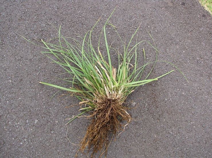 Sådan dyrkes et cortaderia