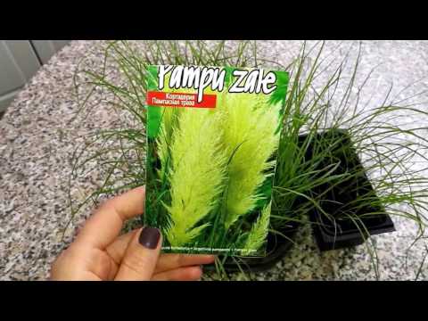 Cortaderia Pampas Grass 1