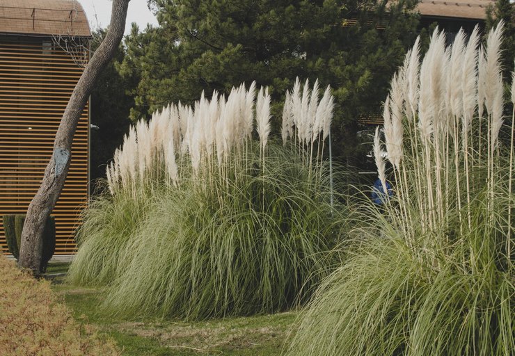 Plantning og pleje af cortaderia