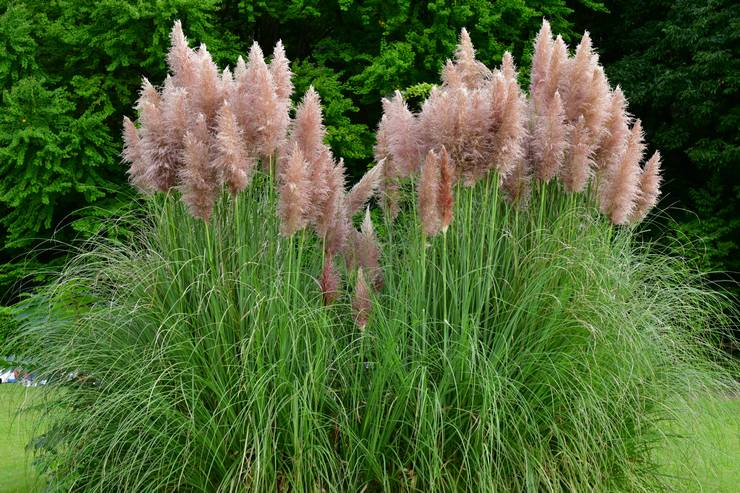 Cortaderia Cello أو Pampas grass