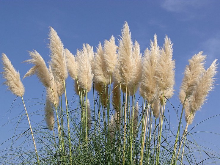 Cortaderia