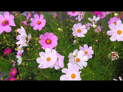 Kosmeya er et lille mirakel! Blomster fra Kosmeya. Cosmea er et lille mirakel! Cosmea ist ein kleines Wunder!