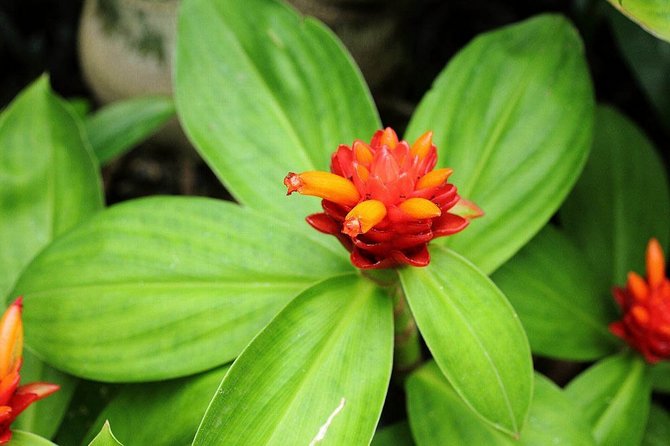 Fire costus begynder at blomstre i september