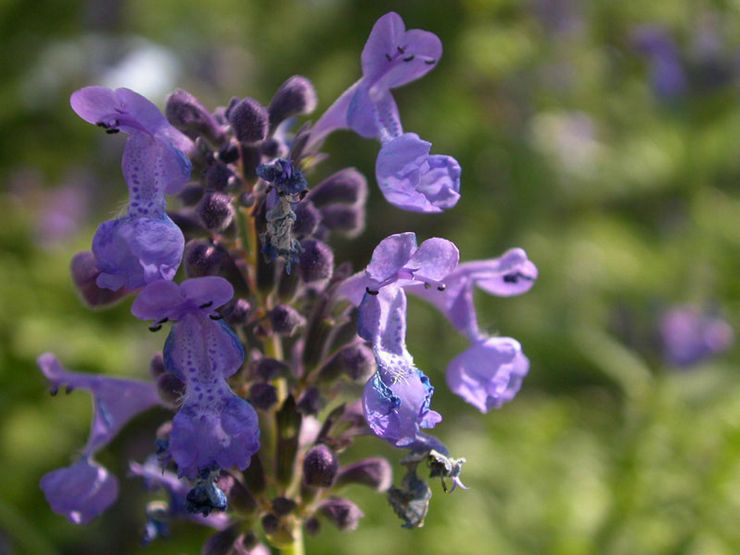 Catnip μεγάλο άνθος