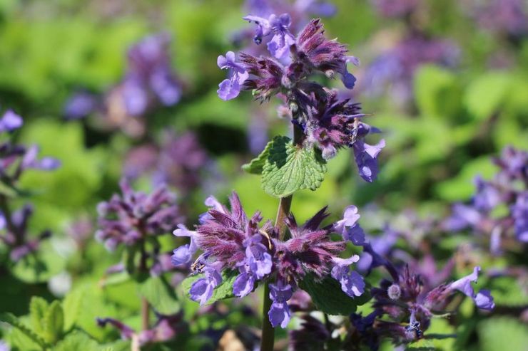 Catnip Citronsmag