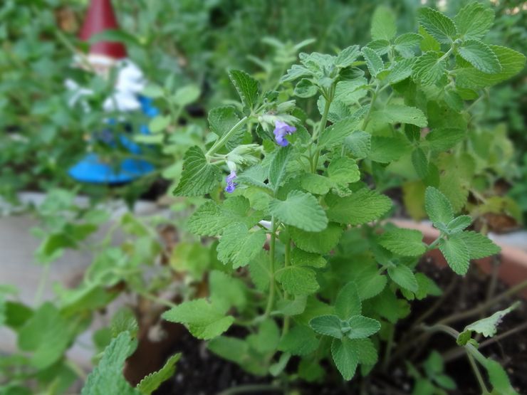 Catnip ansøgning