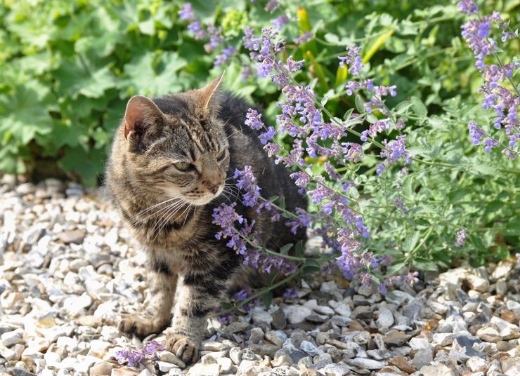 Katte og katteurt