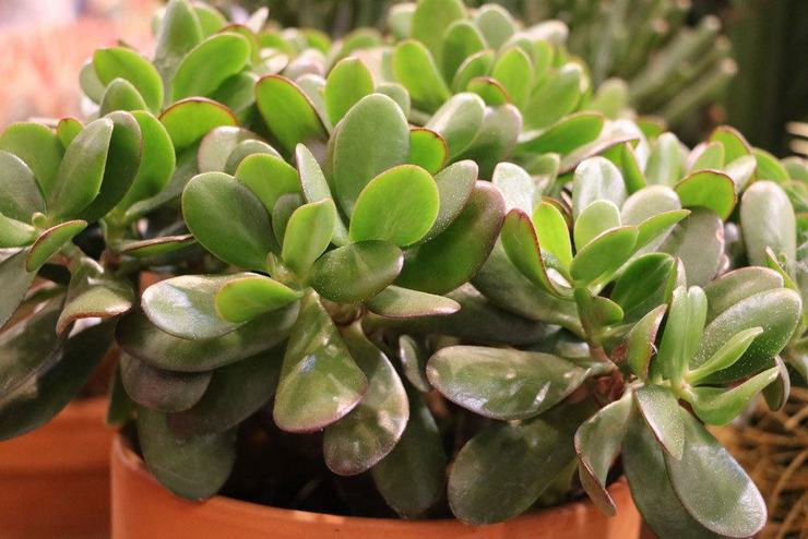 Crassula oval (Crassula ovata) eller ovoid