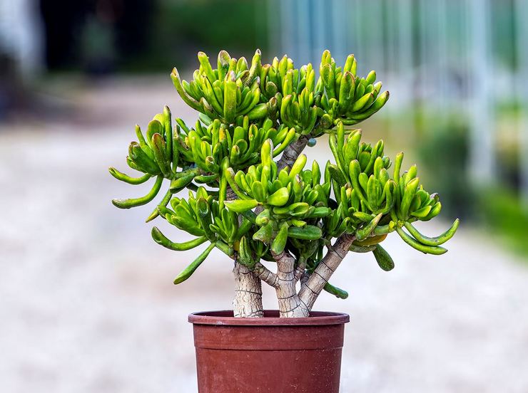 Crassula purslane