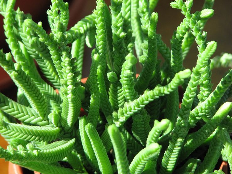 Crassula lymfoide