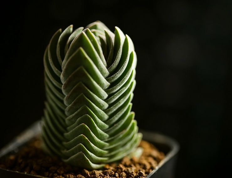 Crassula 