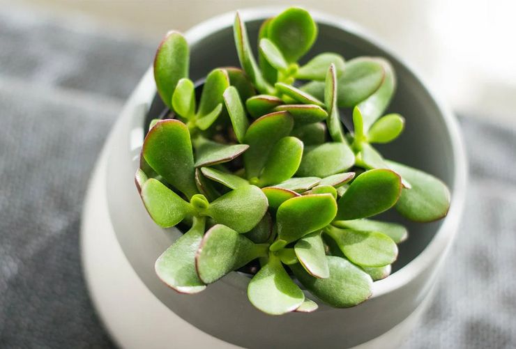 Crassula